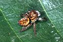 Carrhotus_xanthogramma_RF0682_Z_75_Les Gris_Frankrijk